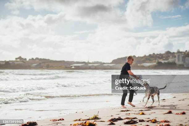 cabo de guerra na praia com meu whippet - dogs tug of war - fotografias e filmes do acervo