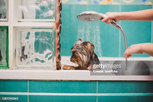 rasechte yorkshire terrier hond wassen in de badkamer. - kids taking a shower stockfoto's en -beelden