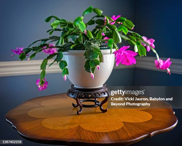 beautiful christmas cactus in full bloom against dark blue - cactus de navidad fotografías e imágenes de stock