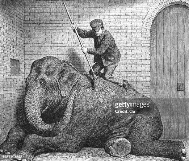 mann schrubbt den elefanten im zoo - zoo stock-grafiken, -clipart, -cartoons und -symbole