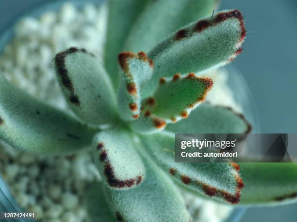 close up of kalanchoe tomentosa - kalanchoe stock pictures, royalty-free photos & images