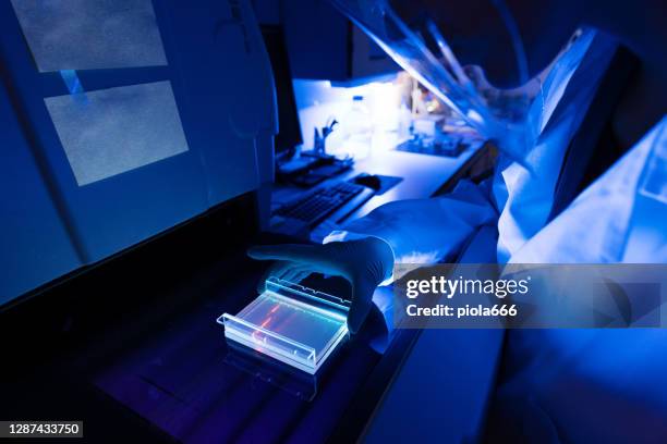 ricercatore in laboratorio: risultati test coronavirus - luce fluorescente foto e immagini stock
