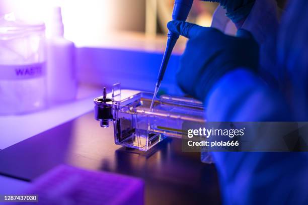 ricercatore in laboratorio dna: risultati gel sequenziamento agarosio - luce ultravioletta foto e immagini stock