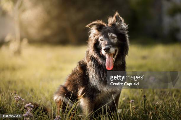 cão peludo sorrindo com a língua para fora - dogs - fotografias e filmes do acervo