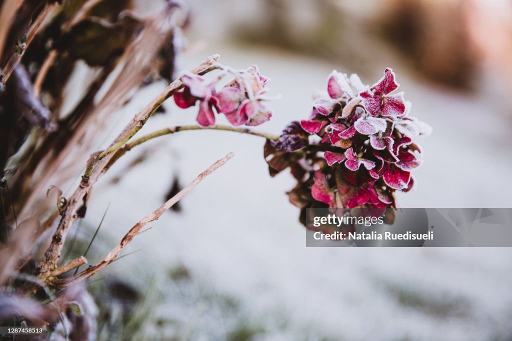 Hydrangea flower head pink colored covered with ice crystals. Frosty garden in the morning.