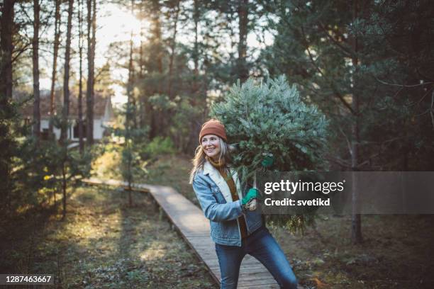 weihnachtsfreude - tanne stock-fotos und bilder