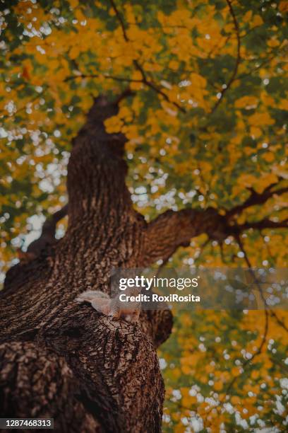 squirrel on a tree with food looking at the camera. autumnal background in central park - alimentation background stock pictures, royalty-free photos & images