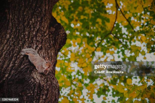 squirrel on a tree with food looking at the camera. autumnal background in central park - alimentation background stock pictures, royalty-free photos & images