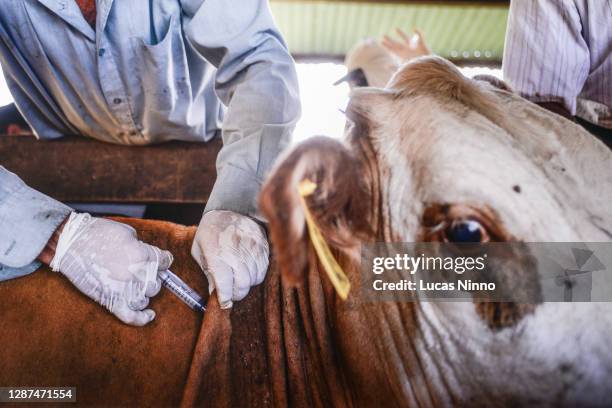 vaccination of livestock - maladie zoonotique photos et images de collection