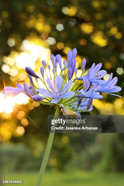 agapanthus(african lily) - african lily photos et images de collection