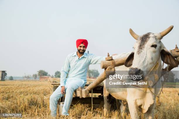 joven - foto de stock - punjab india fotografías e imágenes de stock