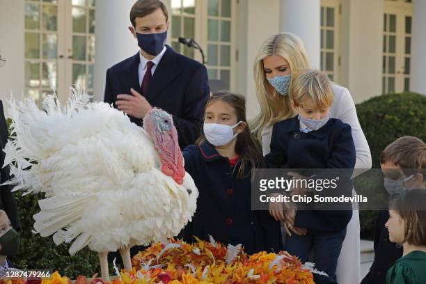 Jared Kushner and Ivanka Trump, both senior advisors to her father U.S. President Donald Trump, and their children pet the national Thanksgiving...