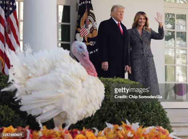 President Donald Trump and first lady Melania Trump leave the Rose Garden after 'pardoning' the national Thanksgiving Turkey at the White House...