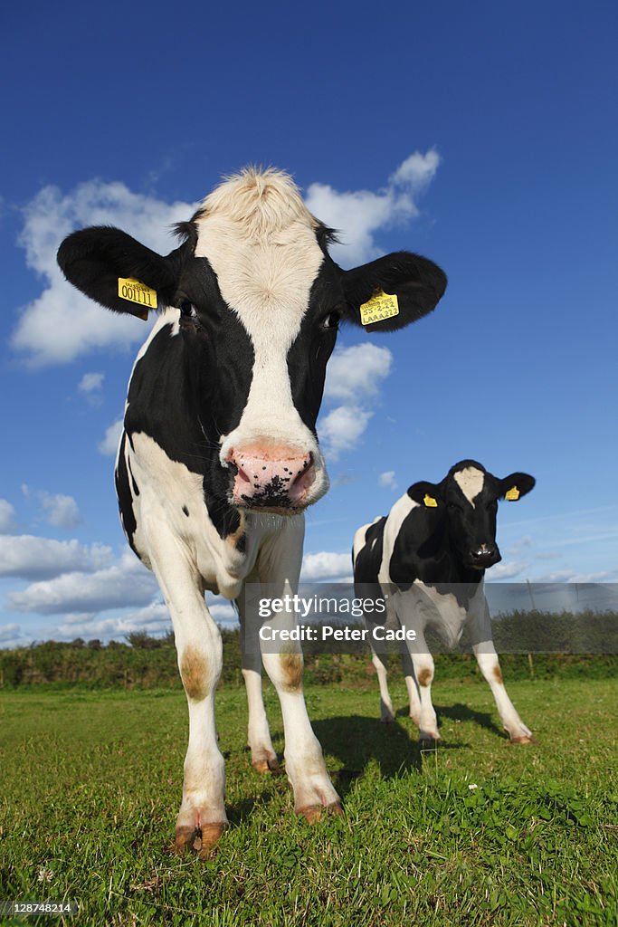 Freisian cows in field