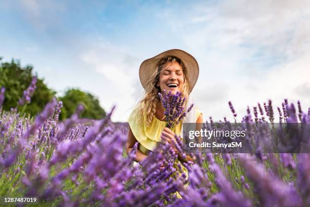 frau genießt auf lavendelfeld - lavendel stock-fotos und bilder
