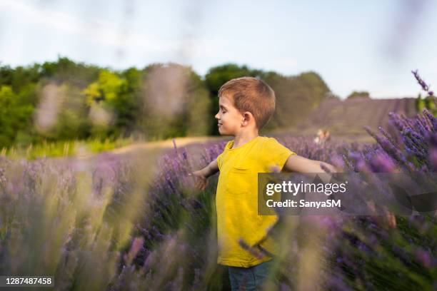 happy child enjoying on lavender field - essence day stock pictures, royalty-free photos & images