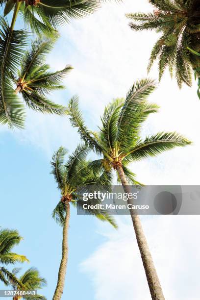 palm trees - palm foto e immagini stock