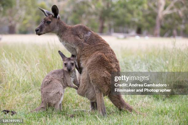 a baby kangaroo getting inside the marsupium of the mother in a field in australia - pouch stock pictures, royalty-free photos & images