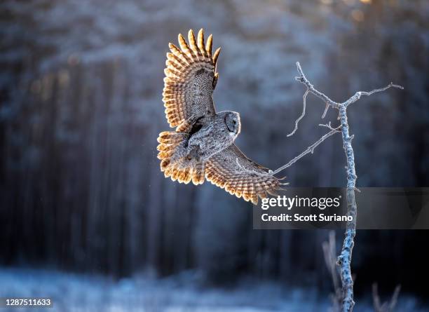 rise & shine - great grey owl stock pictures, royalty-free photos & images