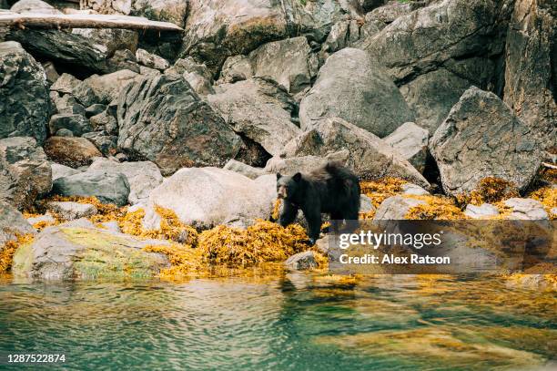 a black bear eats seaweed on the rocky shores of bute inlet - canadian wilderness stock pictures, royalty-free photos & images