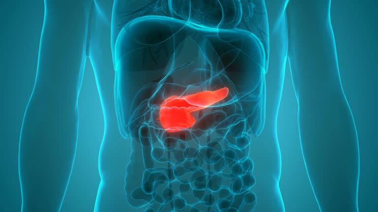 Pancrease Animation Human Internal Organ Pancreas Anatomy Animation Concept 동영상 (1287526053 ...