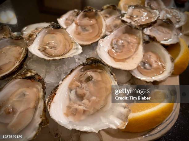 fresh shucked oysters on ice with sliced lemon wedges - barnacle foto e immagini stock