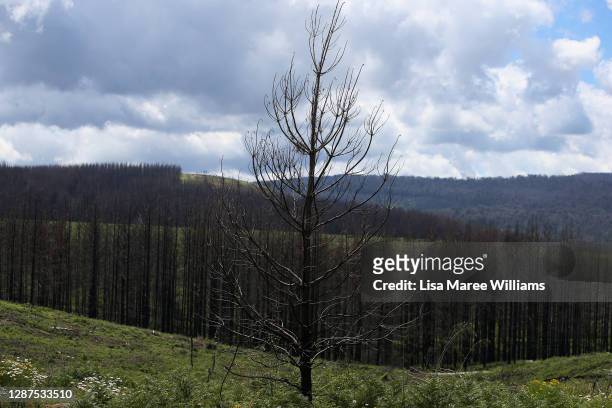 Bushfire-affected trees stand on November 24, 2020 in Tumbarumba, Australia. Second-generation winemaker and owner of boutique wine label 'Obsession...