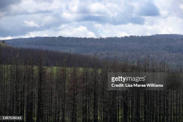 General view of bushfire-affected forestry on November 24, 2020 in Tumbarumba, Australia. Second-generation winemaker and owner of boutique wine...