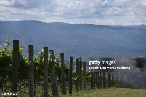 General view of the remaining vineyard at Obsession Wines on November 24, 2020 in Tumbarumba, Australia. Second-generation winemaker and owner of...