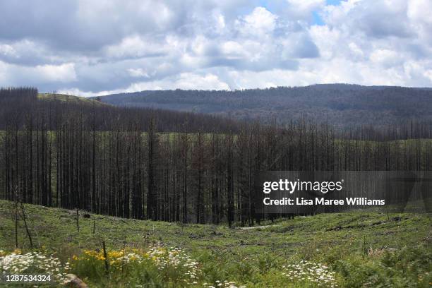 General view of bushfire-affected forestry on November 24, 2020 in Tumbarumba, Australia. Second-generation winemaker and owner of boutique wine...