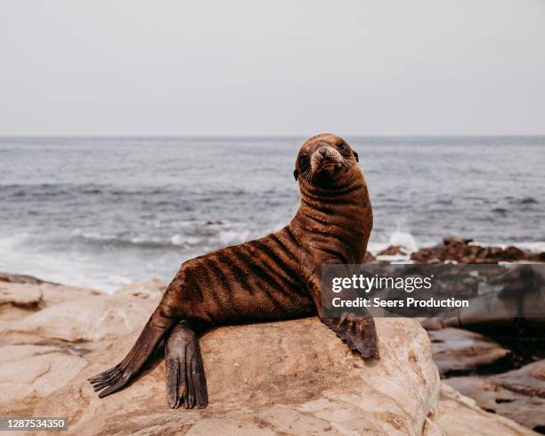 sunbathing sea lion pup - zalophus californianus imagens e fotografias de stock