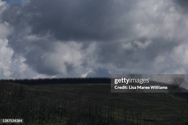 General view of bushfire-affected forestry on November 24, 2020 in Tumbarumba, Australia. Second-generation winemaker and owner of boutique wine...