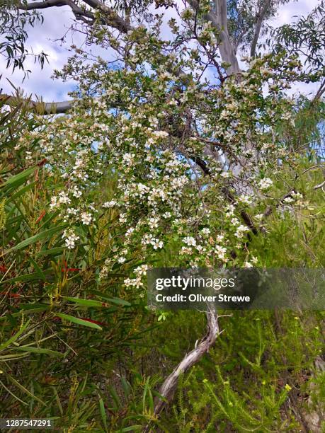 Tea Tree Flowee Tea Tree Flower Photos and Premium High Res Pictures - Getty Images