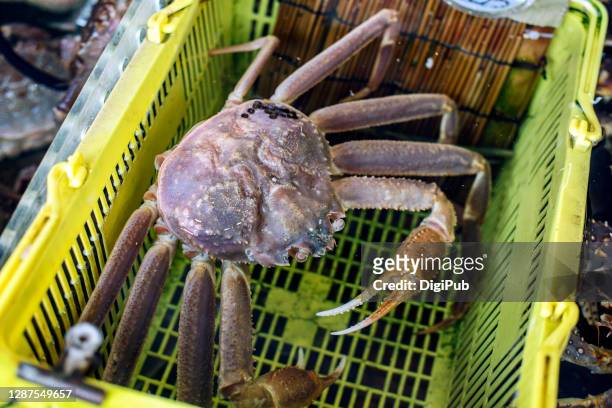 red king crab kept in water - alaskan king crab foto e immagini stock
