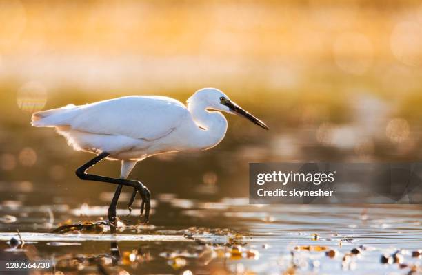 white little egret walking through water. - little egret (egretta garzetta) stock pictures, royalty-free photos & images
