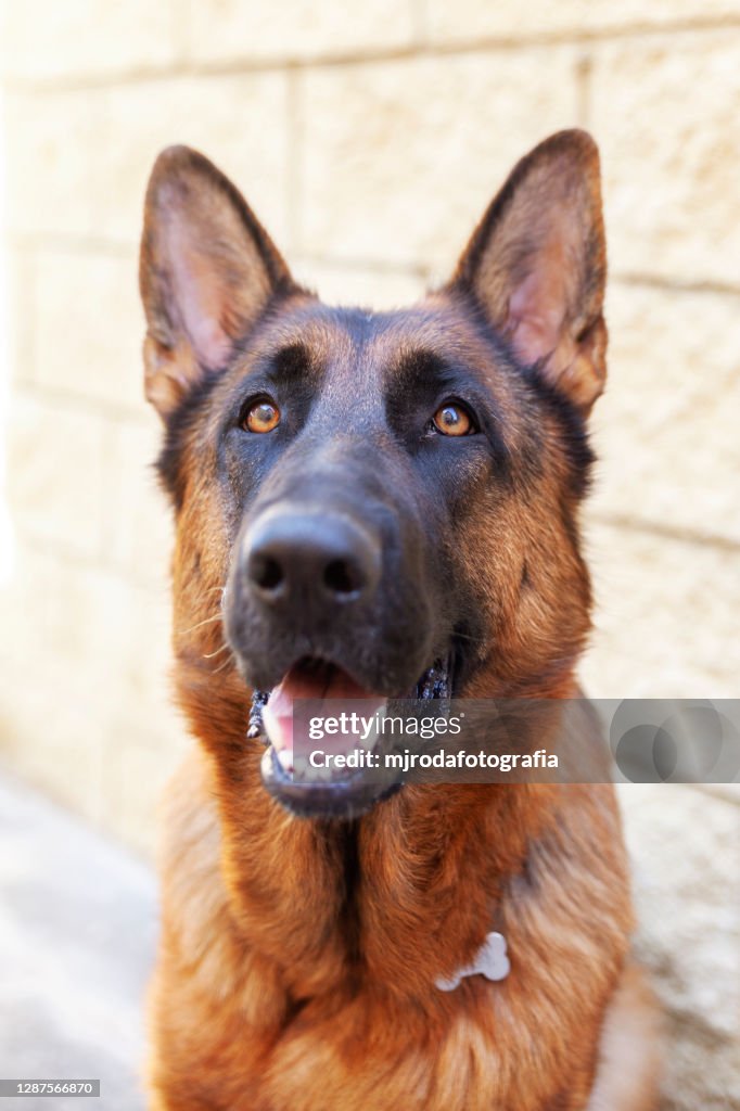 Portrait of a magnificent German Shepherd of beauty line. Red fire.