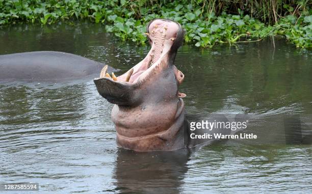 Hippopotamus are pictured near the 13th green in the Crocodile River which boarders the Kruger National Park game reserve ahead the Alfred Dunhill...