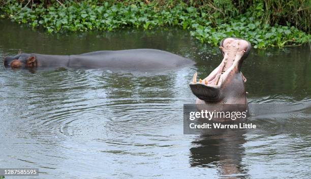 Hippopotamus are pictured near the 13th green in the Crocodile River which boarders the Kruger National Park game reserve ahead the Alfred Dunhill...
