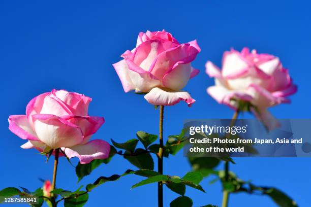 rose flowers against blue sky / green background - rosa violette parfumee photos et images de collection