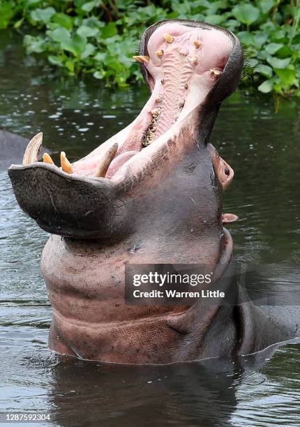 Hippopotamus is pictured near the 13th green in the Crocodile River which boarders the Kruger National Park game reserve ahead the Alfred Dunhill...
