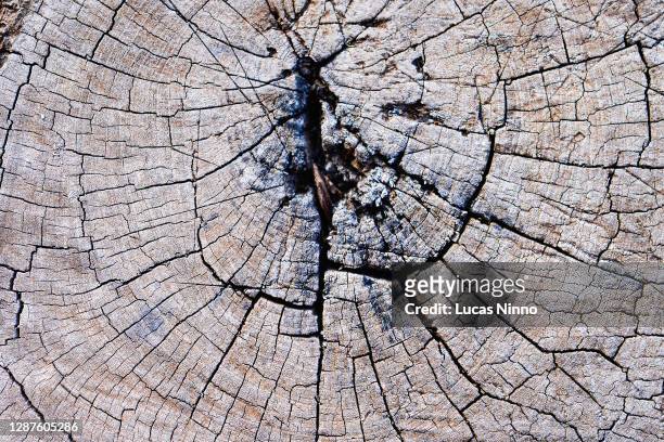 cut wood log texture - bladnerf stockfoto's en -beelden