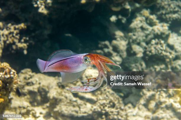 bigfin reef squid - bigfin reef squid stock pictures, royalty-free photos & images