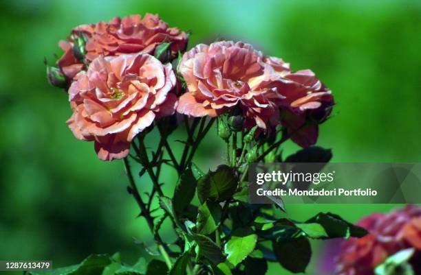 Pink Roses Rome Rome Rose Garden Photos and Premium High Res Pictures - Getty Images