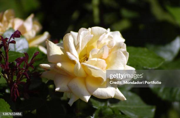 The municipal rose garden of Rome where numerous varieties of roses are grown, open every year from May. Rome , May 05th, 2017