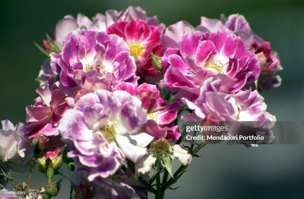 The municipal rose garden of Rome where numerous varieties of roses ...