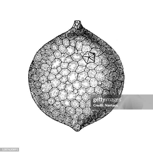 echinosphaerites is a genus of rhombiferan cystoid echinoderms that lived in the early to middle ordovician of north america and europe - tortoise shell stock illustrations