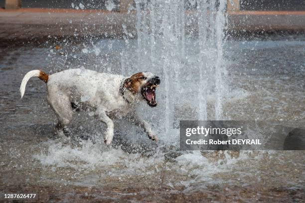 Un chien profite de la fraicheur des jets d'eau de la place Bellecour lors de la canicule le 25 Juin 2019 à Lyon, France