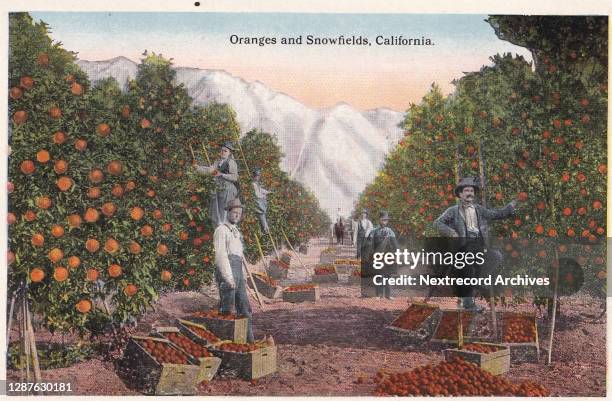 Vintage illustrated linen postcard published in 1940 from series depicting Southern California Souvenir Views, here a view of fruit filled trees in...
