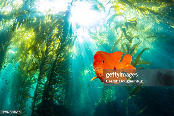 garibalidi7nov13-20 - damselfish stock pictures, royalty-free photos & images