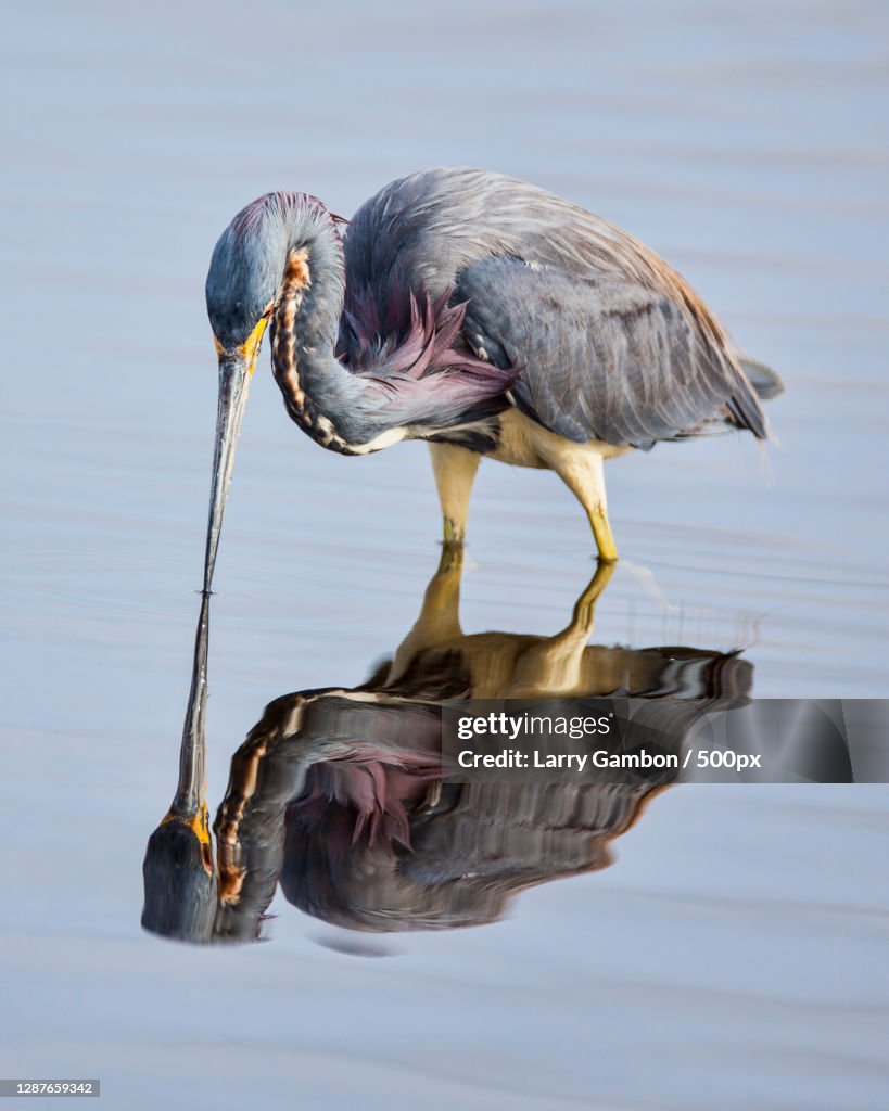 Side view of bird perching in lake,Summersville,West Virginia,United States,USA